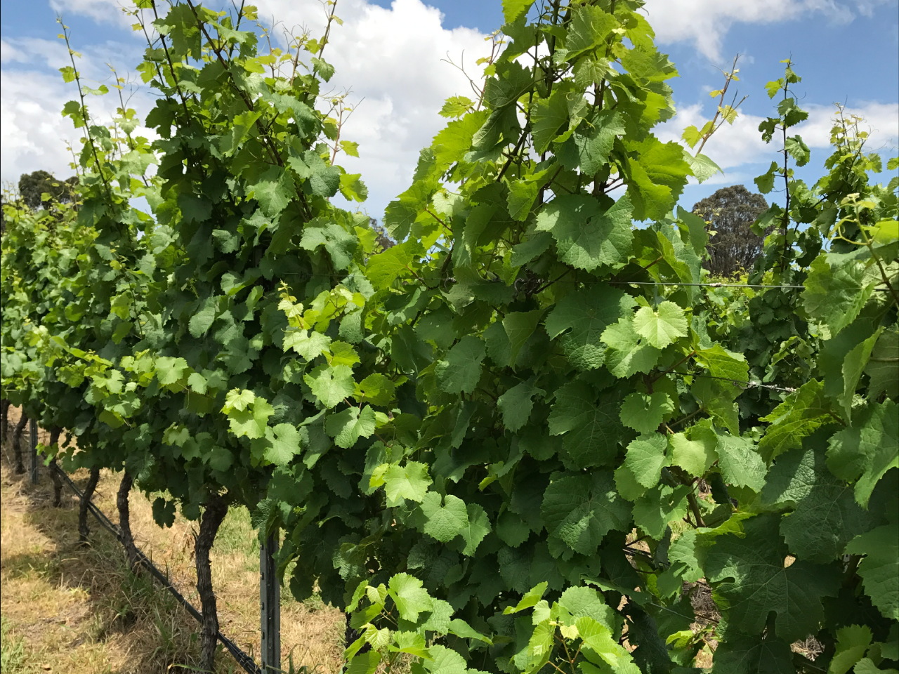 Canberra Wine Tour