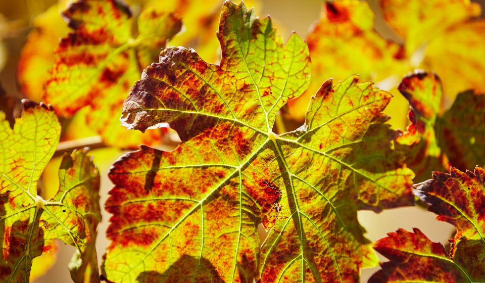 Wine Immersion At Mandoon Estate