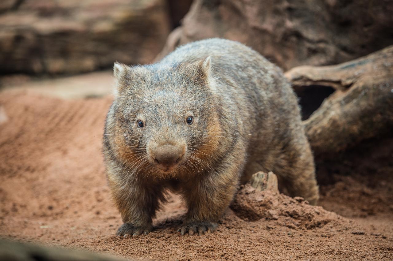 Wild Life Sydney Zoo - Daily Peak