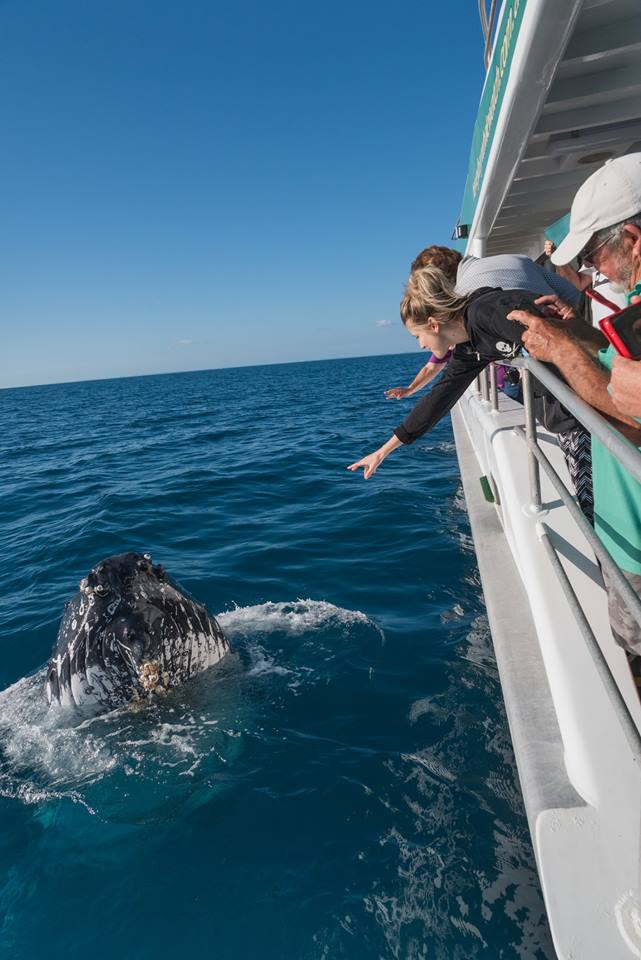 Afternoon Whale Watch Cruise