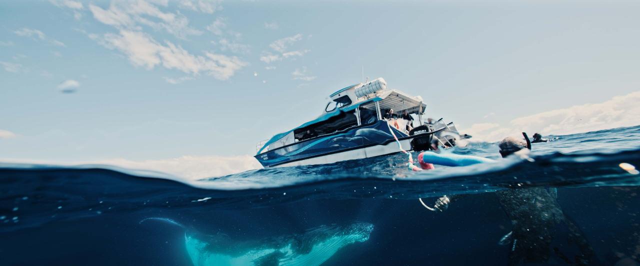Swim With Whales: Gold Coast 3-Hour Cruise