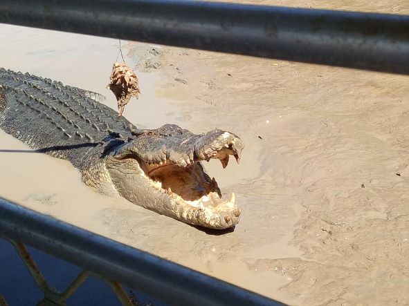 Darwin: Berry Springs, Jumping Crocodiles Cruise, Fogg Dam & Outback Pub 1 Day Minivan