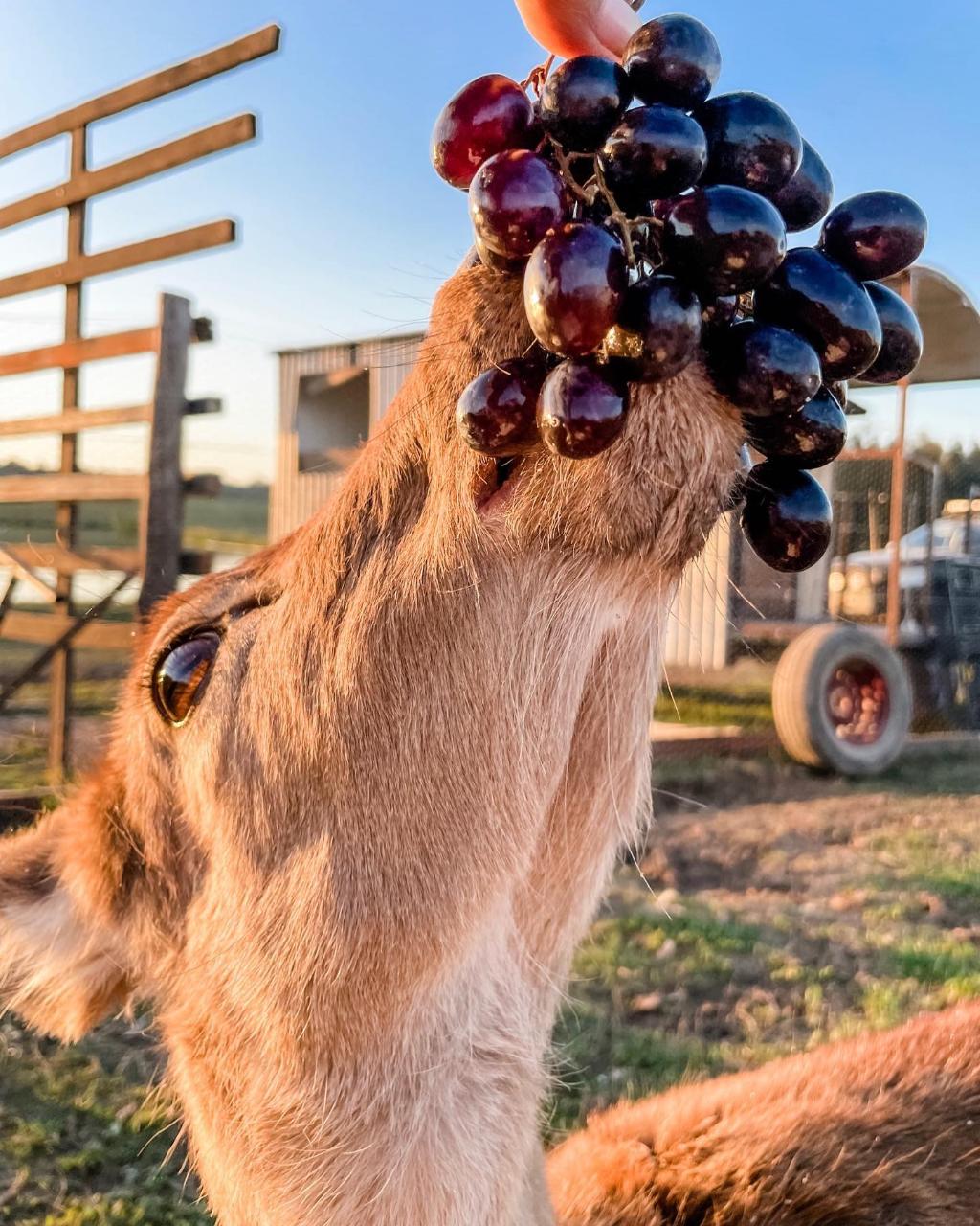 Farm General Admission