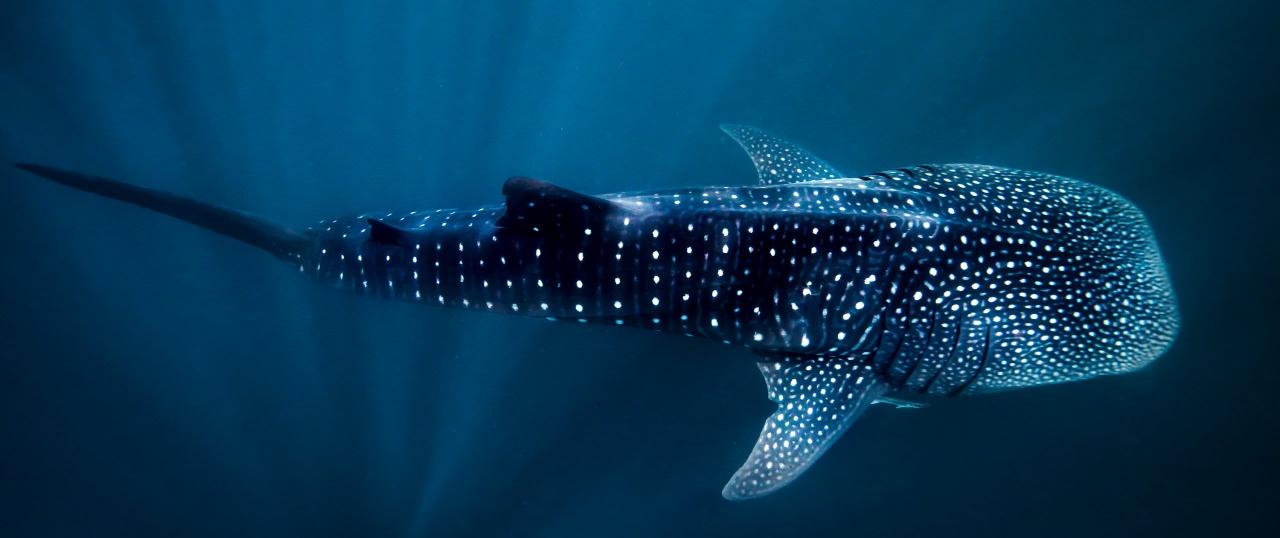 Whale Shark Overland Tour