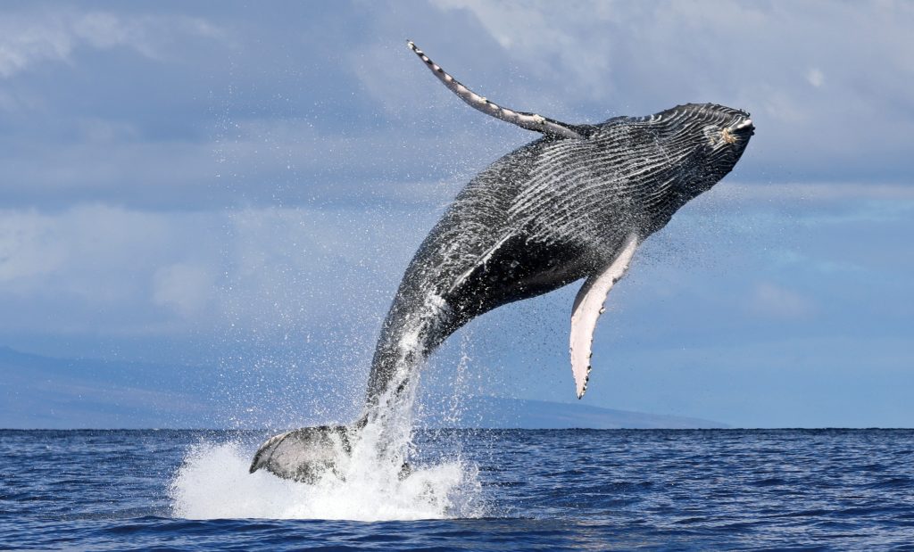 Ocean Whale Watching Experience