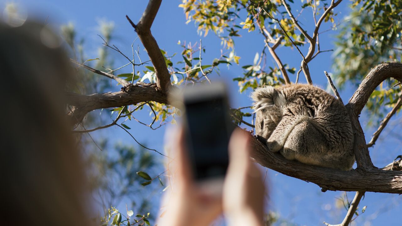 Great White Sharks & Exceptional Port Lincoln - 2 Days & 2 Nights