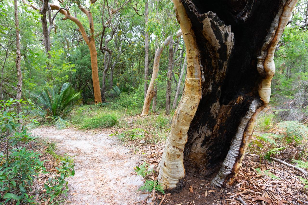 Adventure Hike: Valley Of The Giants - 4 Days