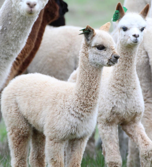 Alpaca Farm 90-Minute Tour