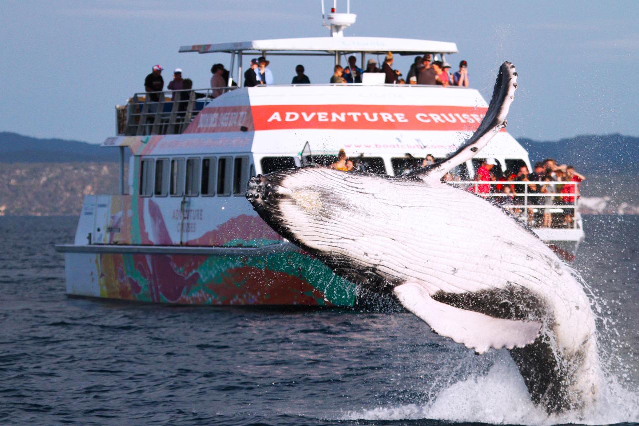 Hervey Bay Whale Watch