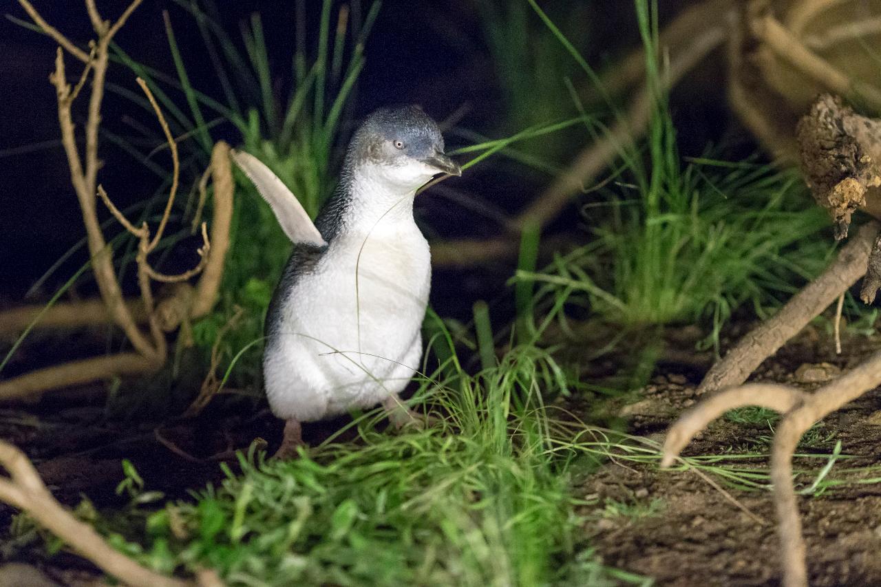 Autopia Tours: Phillip Island & Koala Highlights - Penguins Plus Viewing