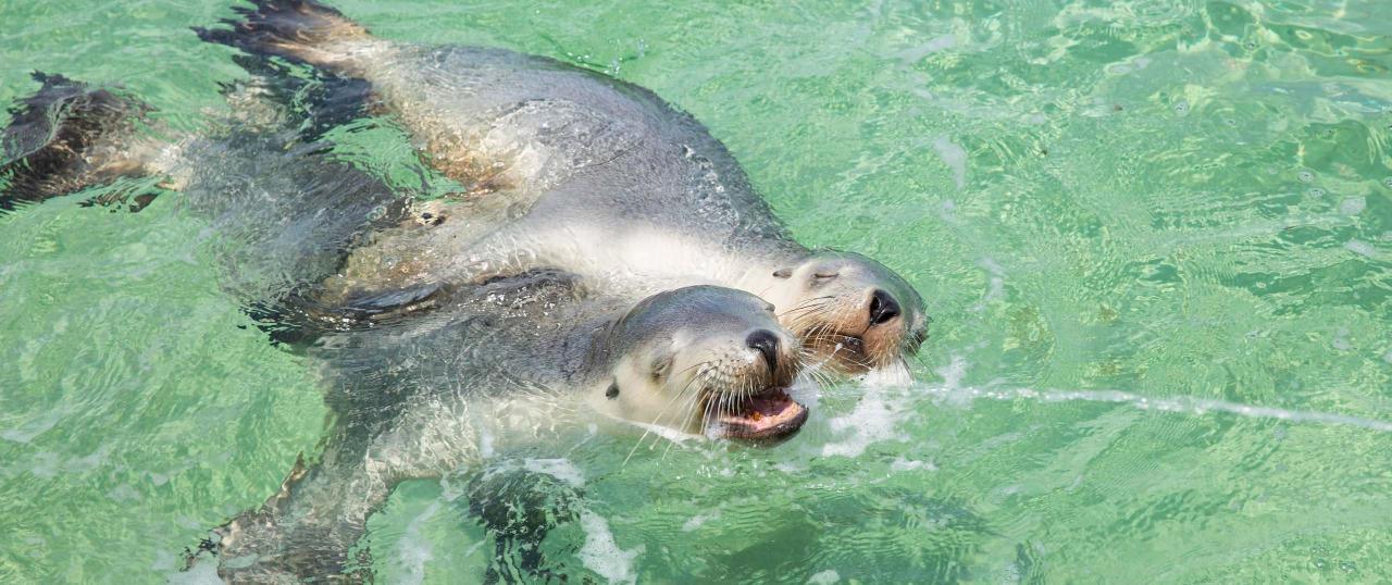 Pinnacles And Sea Lions Adventure