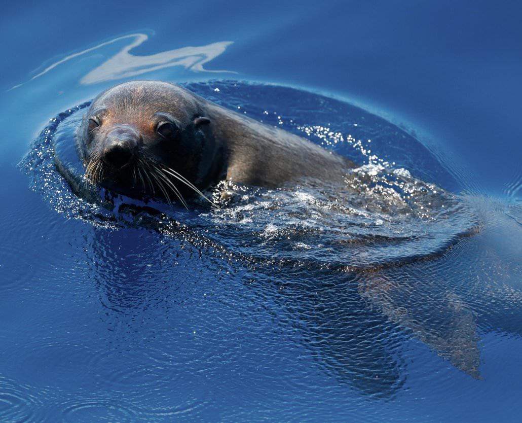 Pinnacles And Sea Lions Adventure