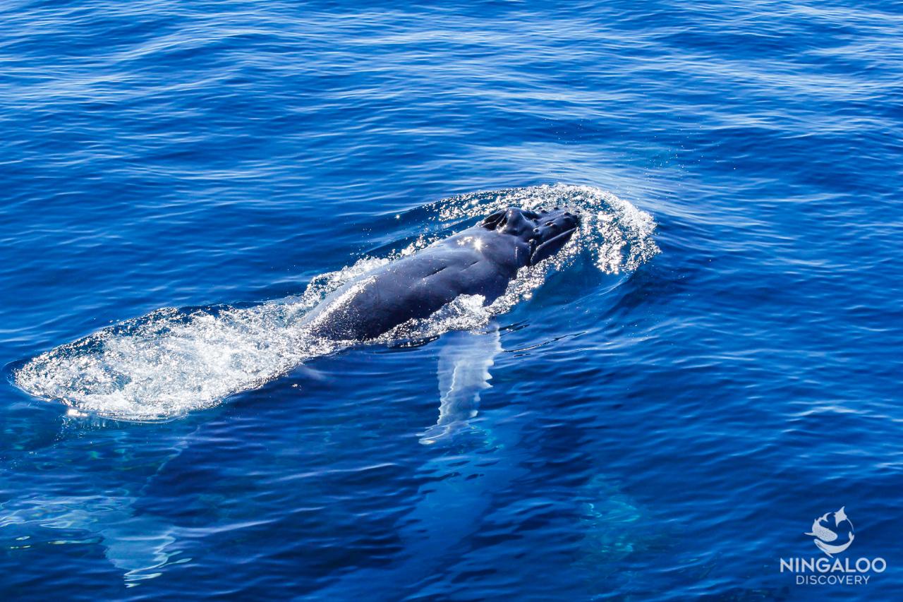 Sunset Sail Or Whale Watching (July-November)