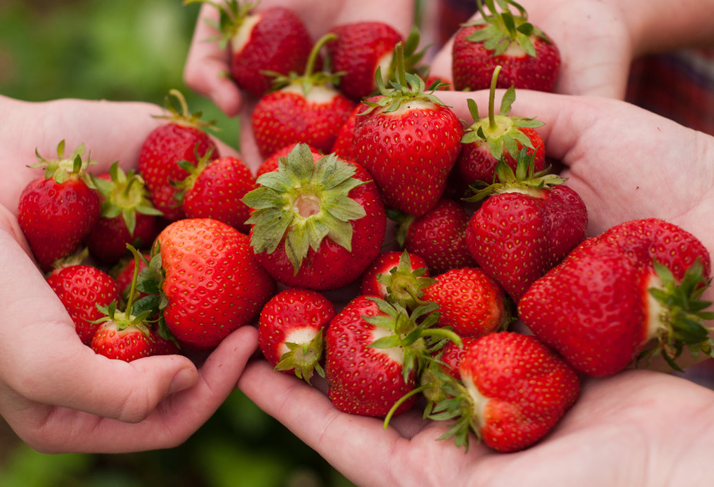 Fruit Orchard & Zig Zag On The Hills
