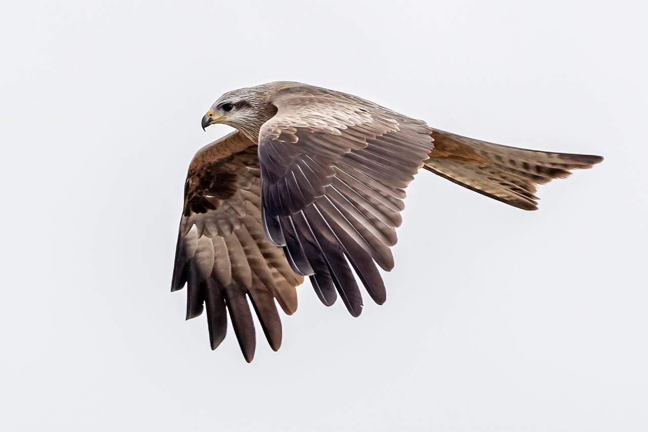 Birds Of Prey Photography Cruise