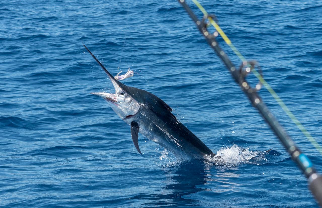 Mixed Sportfishing Day Trip