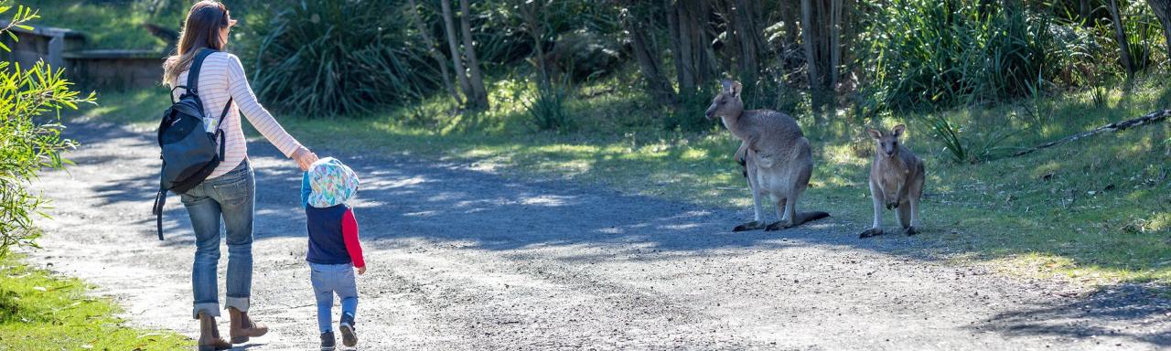 Gold Coast Eco Safari - Wild Animal Encounters And Electric Boat Cruise