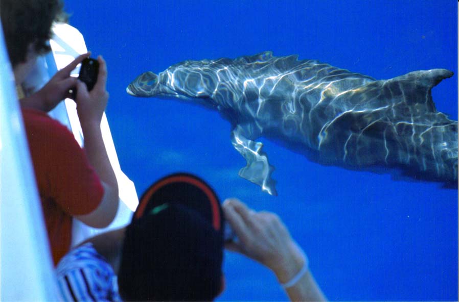 Hervey Bay Whale Search And Dolphin Watch