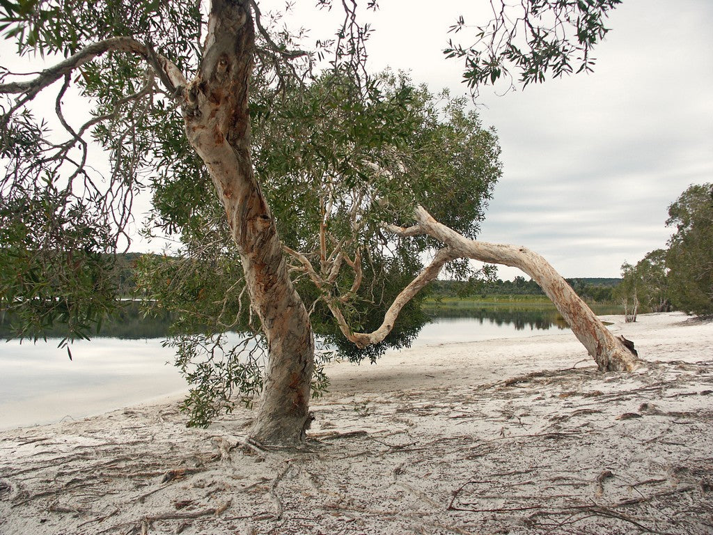 North Stradbroke Island Day 4Wd Tour