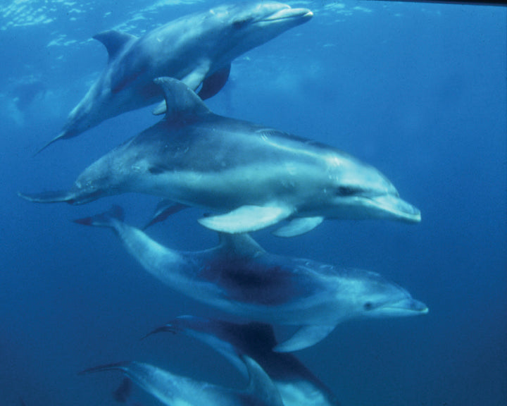 Small Group Dolphin & Seal Swim - Private Charter