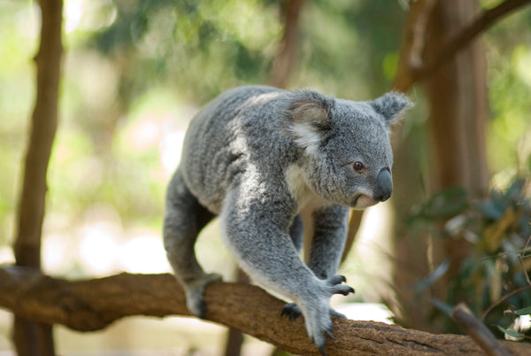 Koala & River Cruise - One Way Cruise To Lone Pine Entry Included