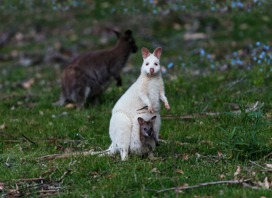 Bruny Island Traveller