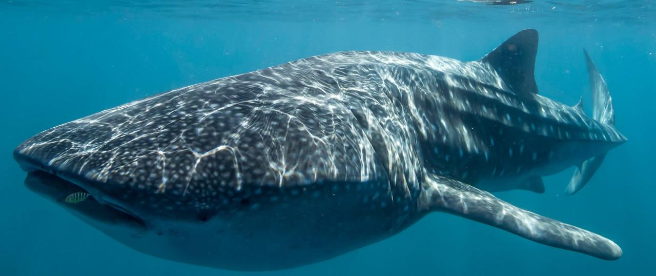 Whale Shark Overland Tour