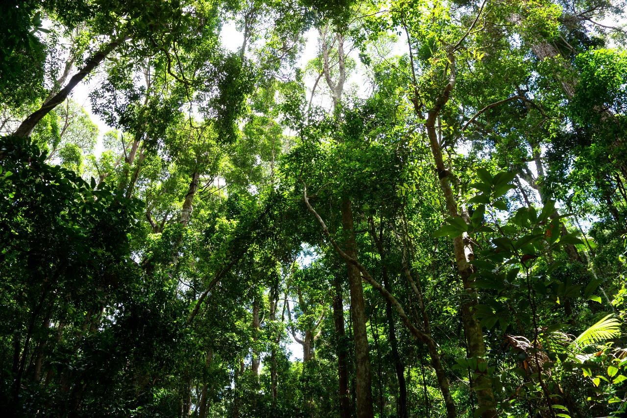 Adventure Hike: Valley Of The Giants - 4 Days