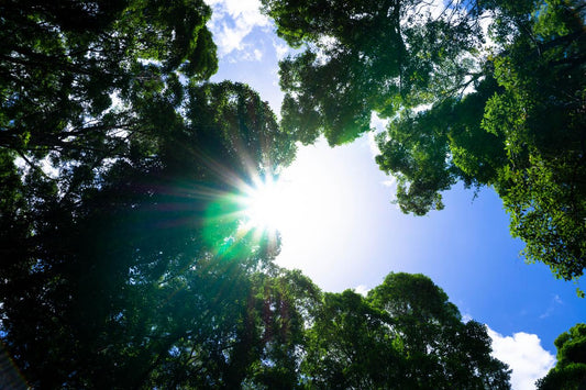 Adventure Hike: Valley Of The Giants - 4 Days