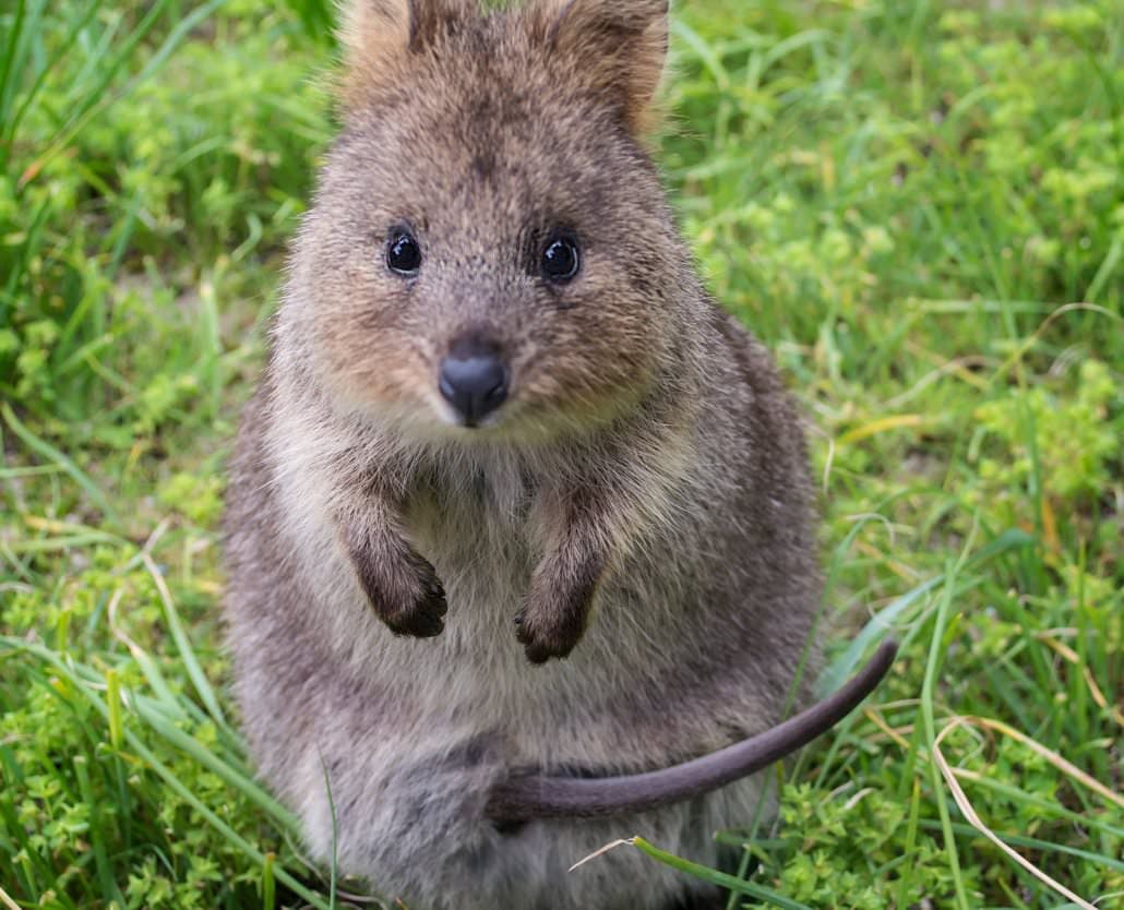 Quokkas Delight Rottnest Island Tour