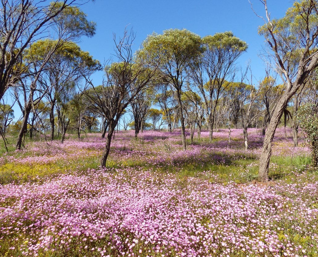 Perth To Monkey Mia Wildflower Tour