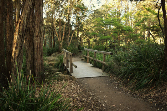 Morialta Nature And Wildlife Bushwalk