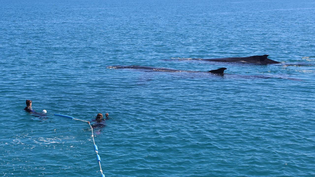 Whale Swim & Watch