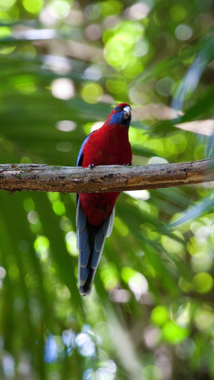 Maiala Rainforest Tour