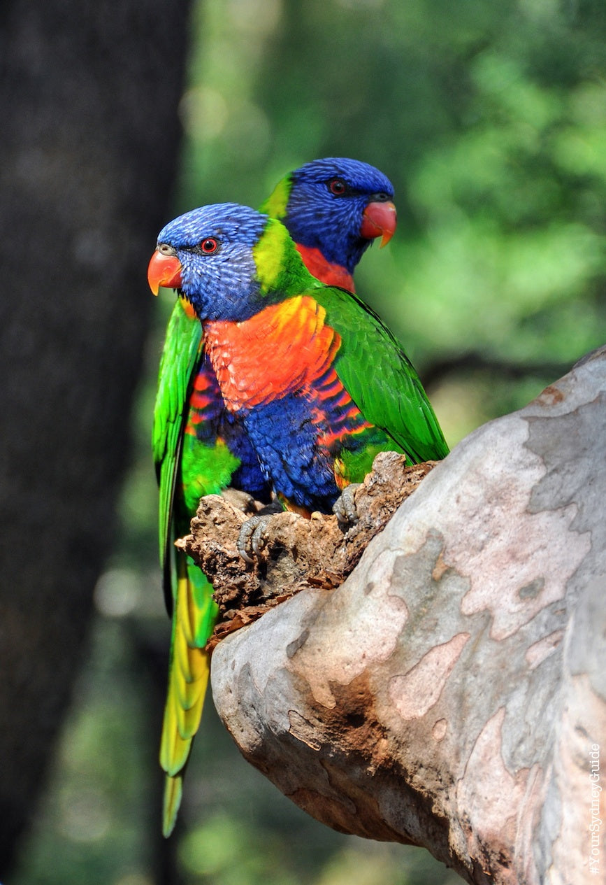 Into The Blue - Blue Mountains Private Full Day Tour