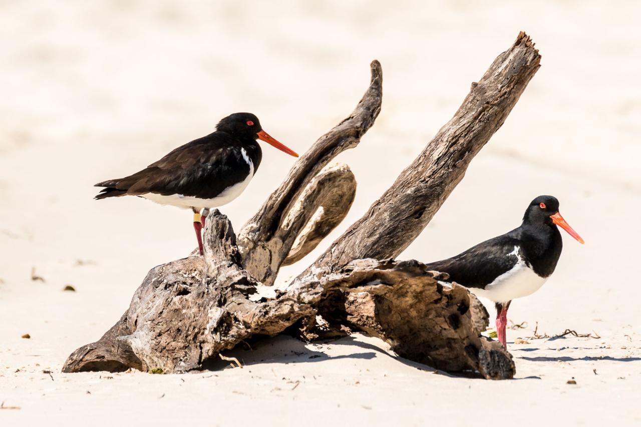 Bribie Island 4Wd Beach & Bunker Tour