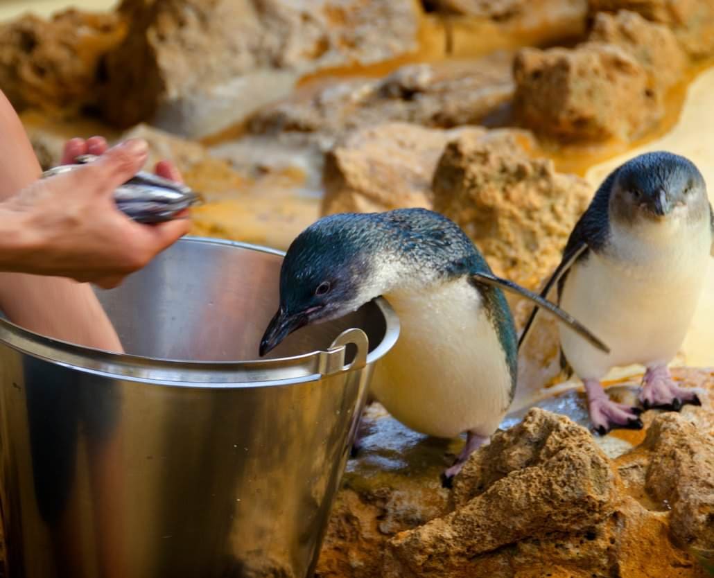 Penguin Island Kayaking Tour