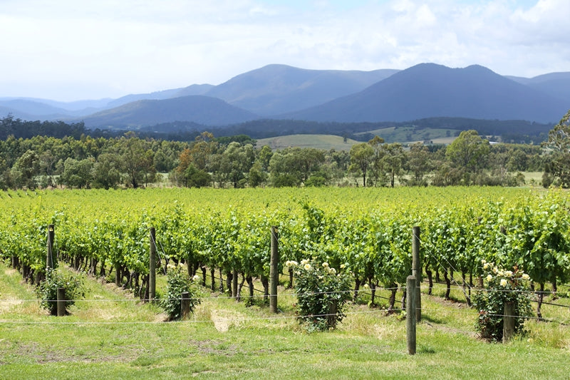 Yarra Valley Wine & Food Day Tour