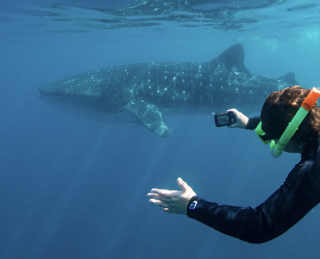 Whale Shark Overland Tour