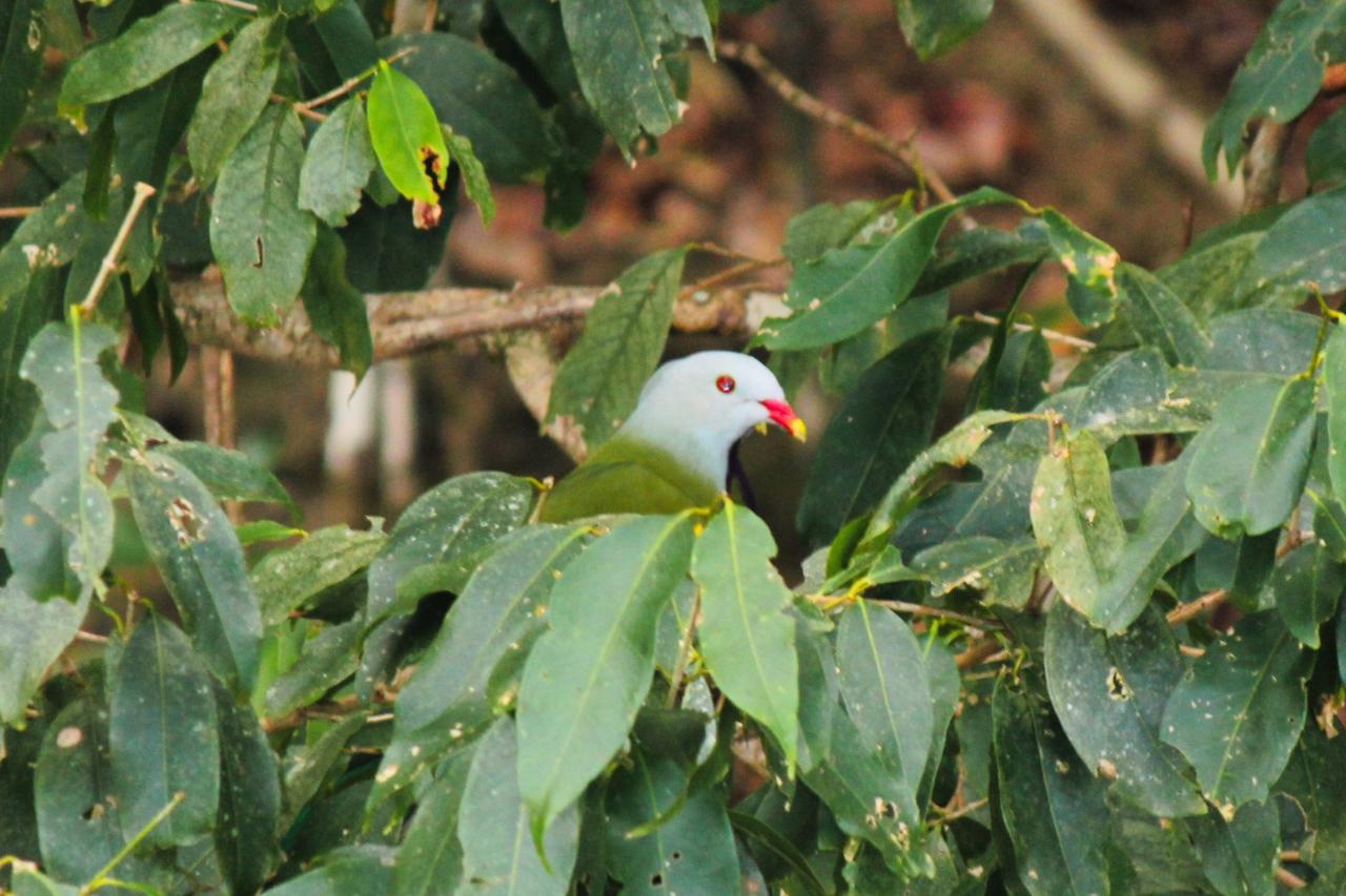 Crocodile Express Daintree Rainforest & Wildlife Cruise From Daintree Village