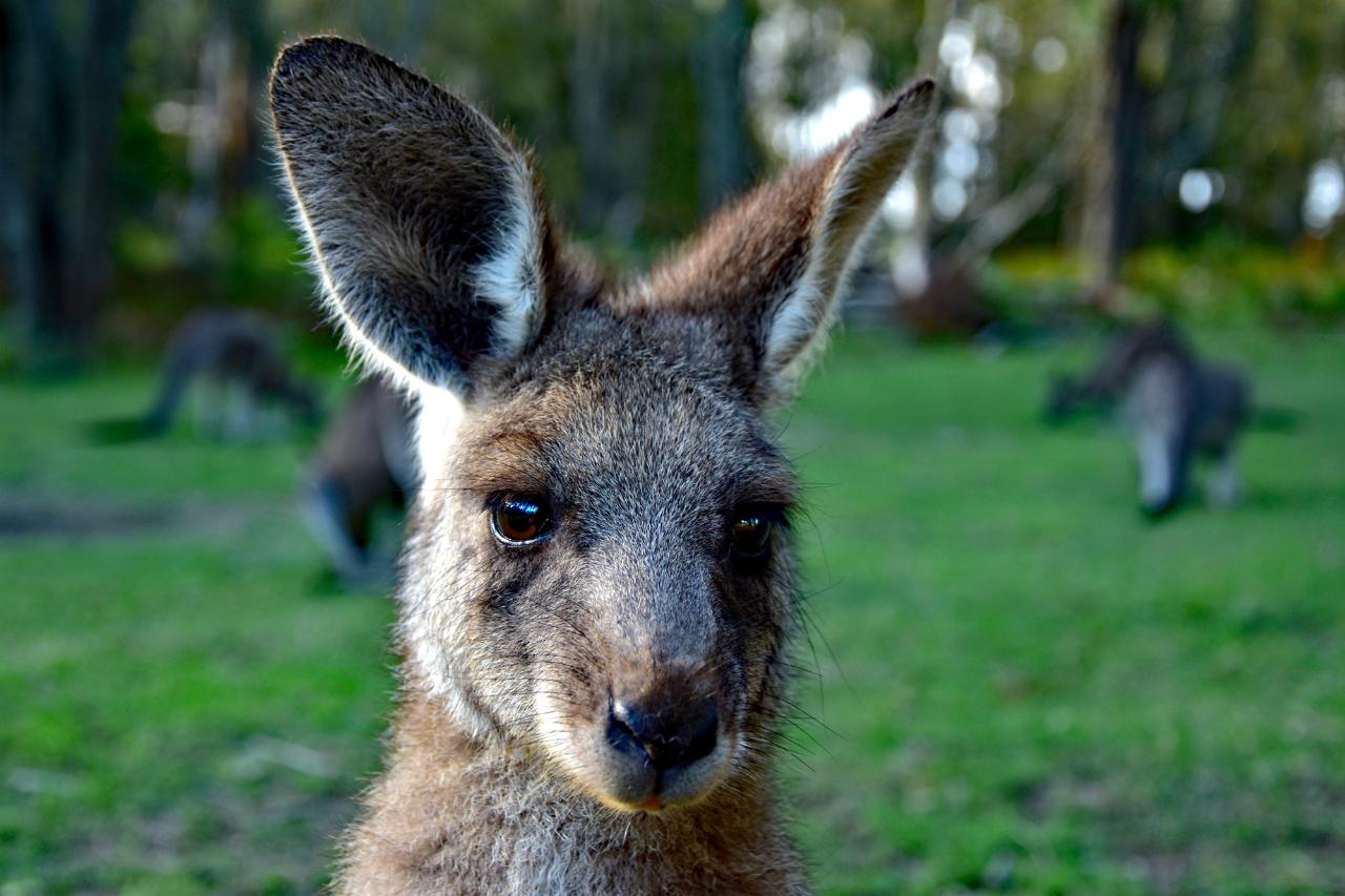 Murramarang National Park Day Tour With Kayak Option