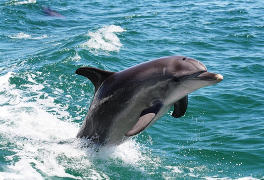 Mandurah Dolphins, Chocolate & Fremantle Tour