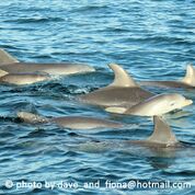Dolphin Eco Cruise