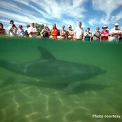 Dolphin Discovery Centre Entry