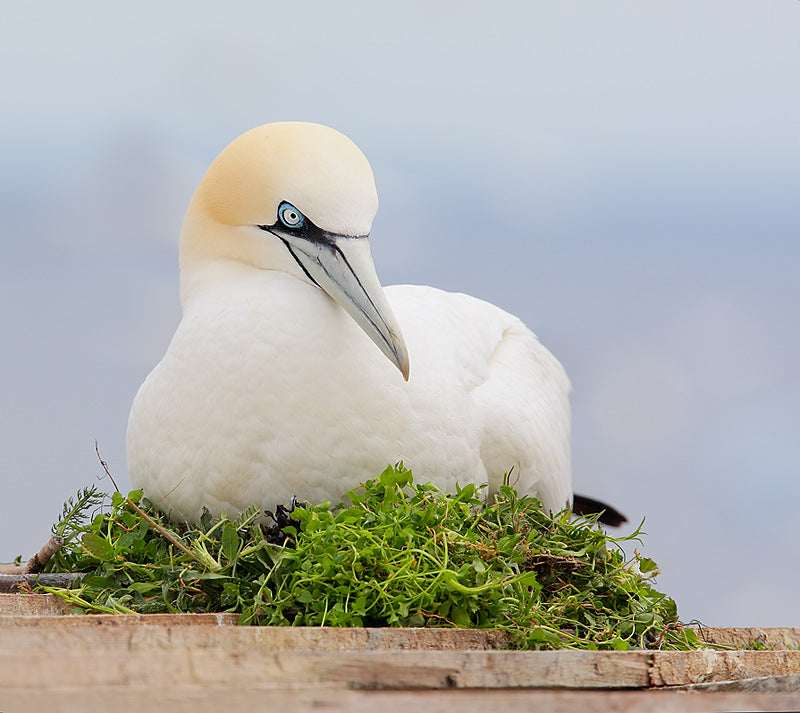 1.5 Hour Wildlife Adventure Cruise