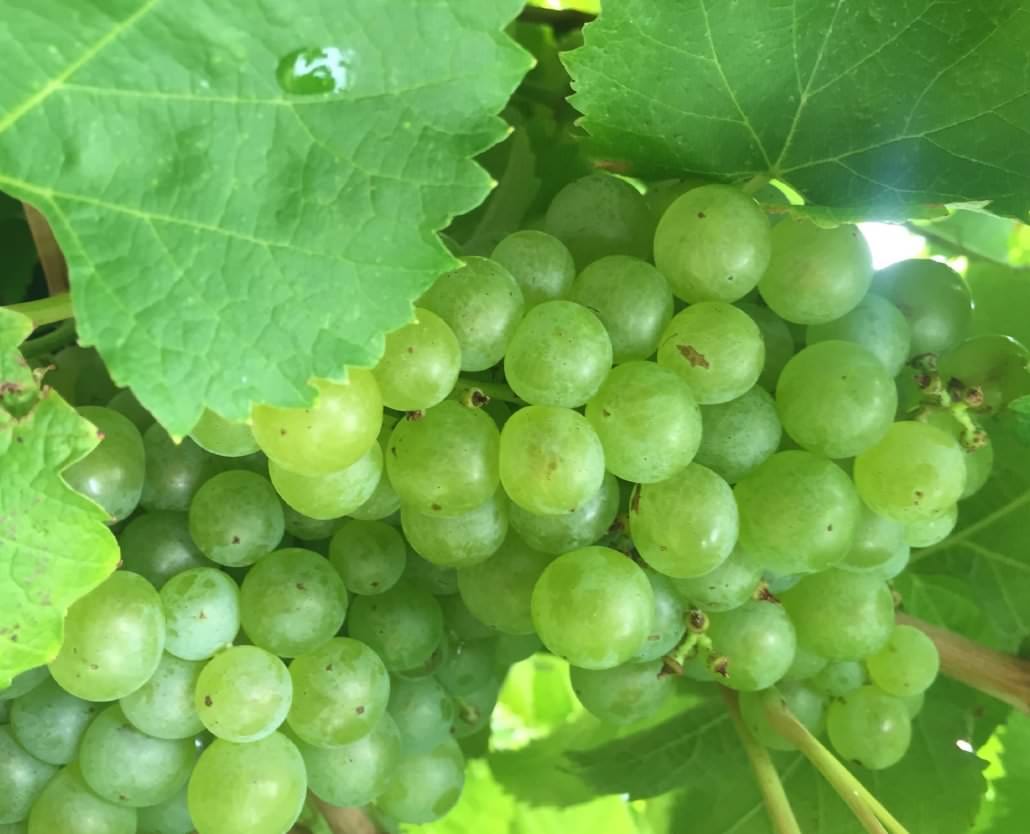 Margaret River Cycle & Wine Tour