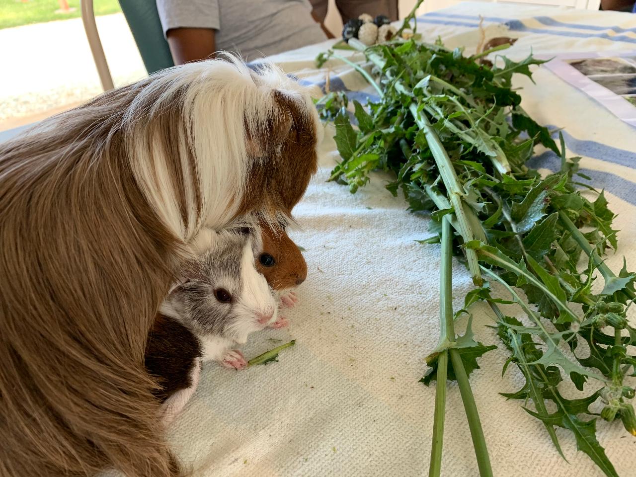 1Hr Personal Animal Tour