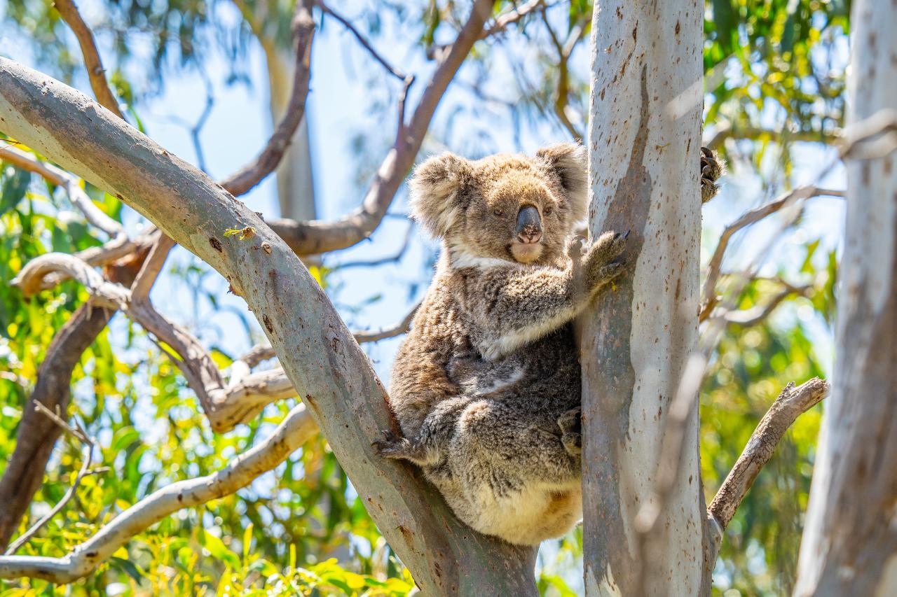 Port Lincoln Whalers Way Sightseeing Tour