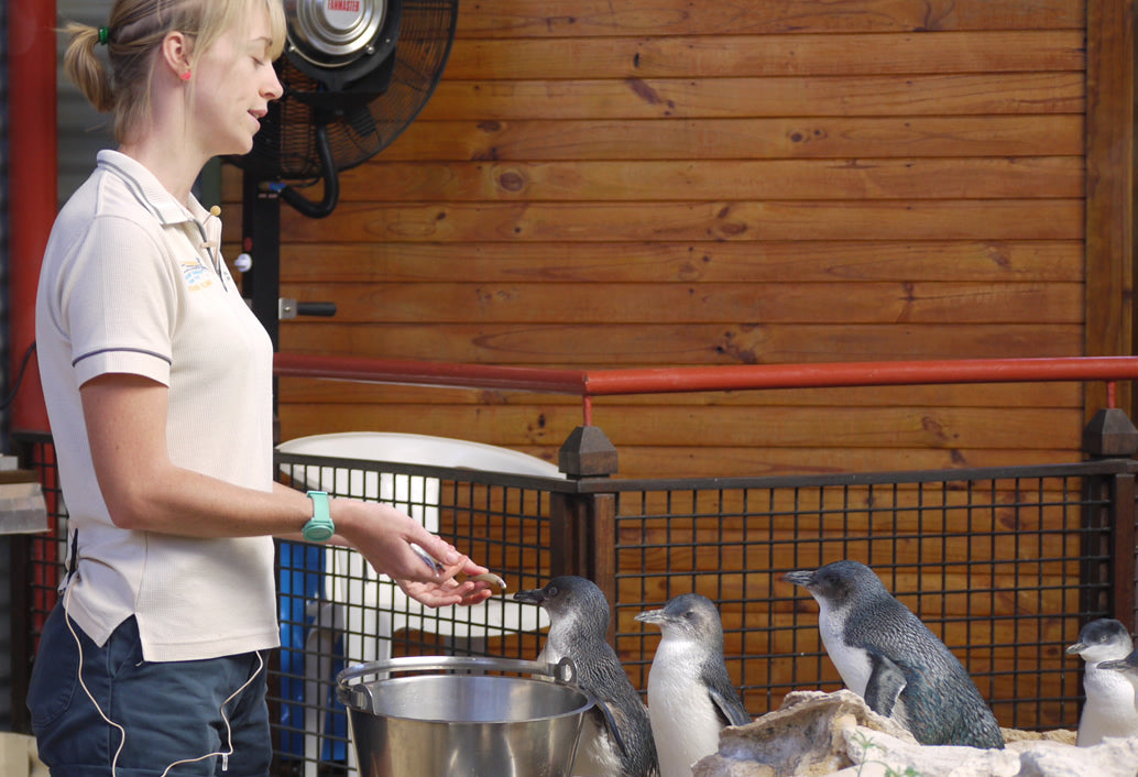 Penguin Island & Fremantle Town