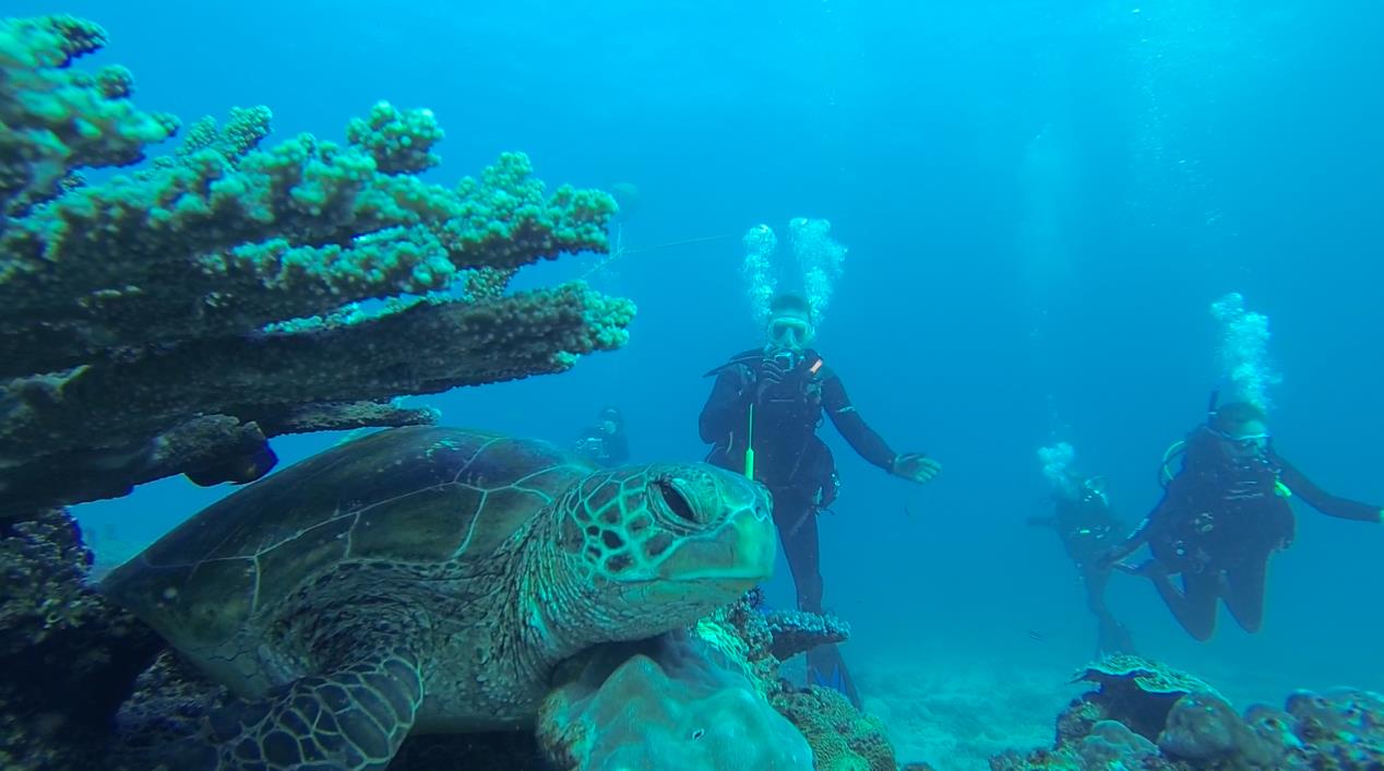 Introductory Dive Sunshine Coast Reefs - Single Dive